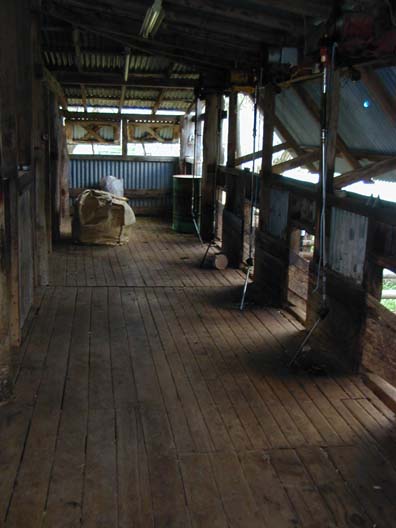 inside the woolshed, where I saw hundreds of sheep shorn ...