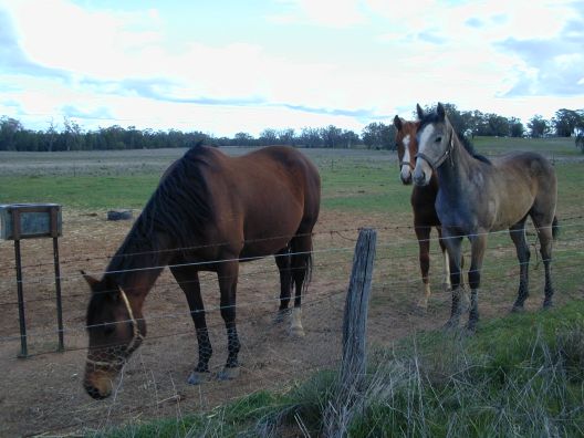 some horses, near Bidden